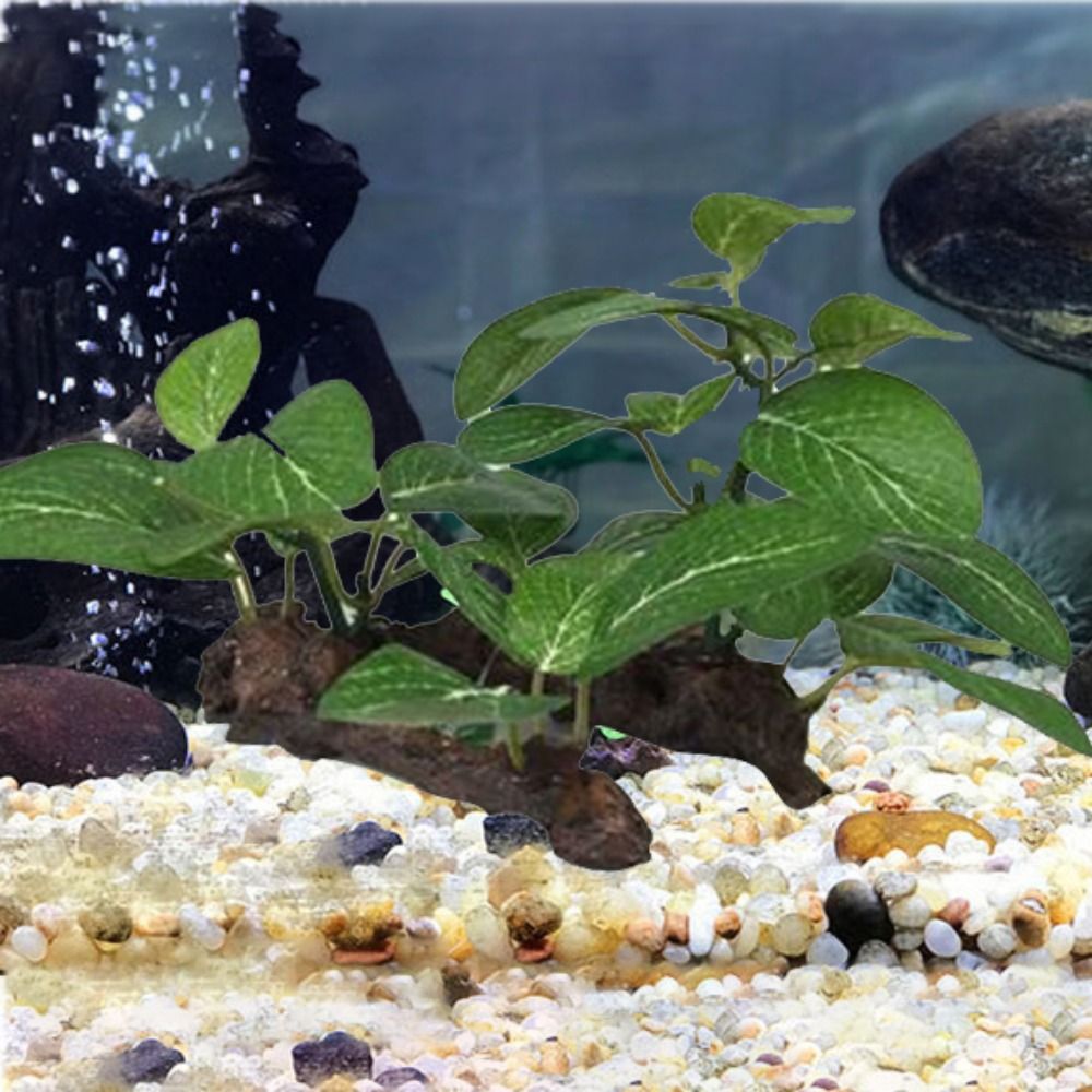 พลาสติกตกแต่งตู้ปลา ต้นไม้ประด - Planted Aquarium Jar บทวิจารณ์และราคา