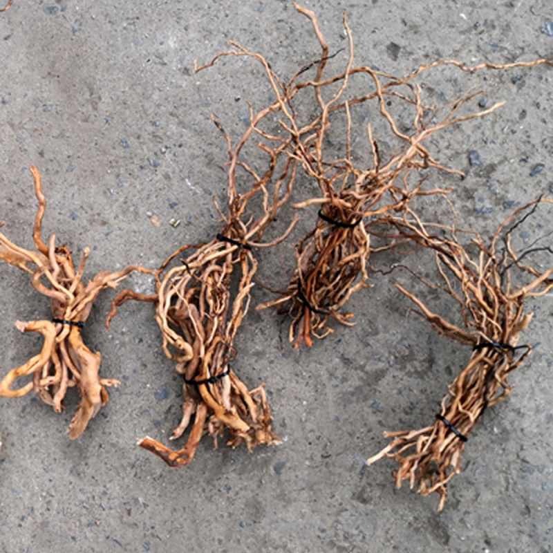 พิพิธภัณฑ์สัตว์น้ําภูมิทัศน์ไม - Aquarium Planted Soil บทวิจารณ์และราคา