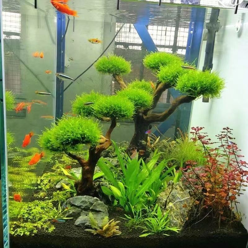 ตู้ปลาเขียวกรอบไม้ปลูกอุปกรณ์ต - Aquarium Planted Tree บทวิจารณ์และราคา