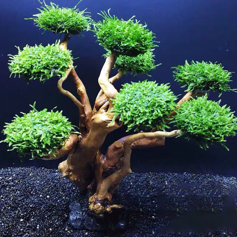 ตู้ปลาเขียวกรอบไม้ปลูกอุปกรณ์ต - Aquarium Planted Tree บทวิจารณ์และราคา